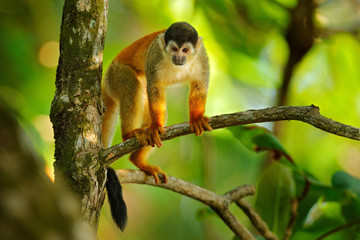 Squirrel monkey, Saimiri oerstedii, sitting on the tree trunk with green leaves, Corcovado NP, Costa Rica. Monkey in the tropic forest vegetation. Wildlife scene from nature. Beautiful cute animal.