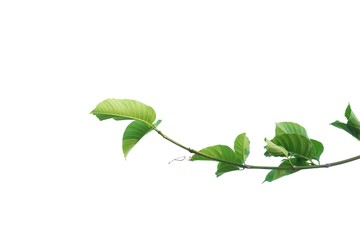 Young tropical plant leaves with branches on white isolated background for green foliage backdrop 