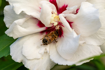 Biene unten in Hibiskusblüte © JayAr
