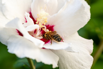 Biene von der Seite in Hibiskusblüte © JayAr