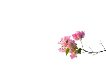 A bouquet of sweet pink Bougainvillea  flower blossom with green leaves on white isolated background