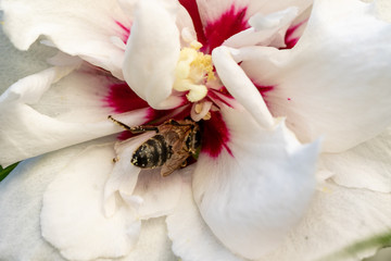 Biene von oben in Hibiskusblüte © JayAr