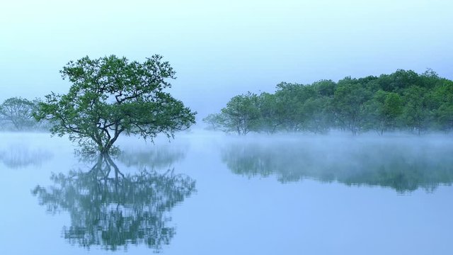 霧と水没林