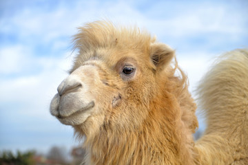 Fototapeta premium portrait of a camel
