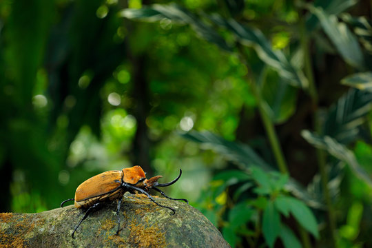 Rhinoceros elephant beetle, Megasoma elephas, big insect from rain forest in Costa Rica. Beetle sitting on stone in the green jungle habitat. Wide angle lens photo of beautiful animal in green jungle