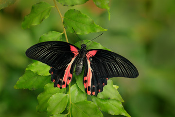 Beautiful black butterfly, Scarlet or Red Mormon, Papilio rumanzovia. Big and colourful insect on...