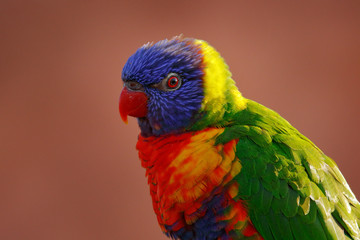 Rainbow Lorikeets, Trichoglossus haematodus, colourful parrot sitting on the branch, animal in the nature habitat, Australia. Detail close-up portrait of beautiful parrot in the nature habitat.