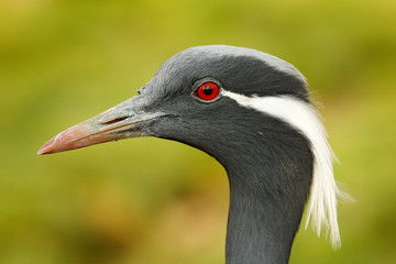 Detail portrait of beautiful crane. Bird in green nature habitat, India, Asia. Wildlife scene from nature. crane portrait. Demoiselle Crane, Anthropoides virgo, bird hidden in the grass near the water