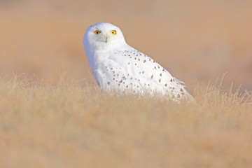 Snowy owl sitting on the snow in the habitat. Cold winter with white bird. Wildlife scene from nature, Manitoba, Canada. Owl on the white meadow, animal behaviour.