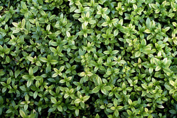 ハイグロフィラ