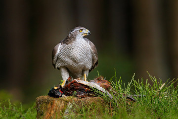 Animal in the forest. Goshawk with killed Common Pheasant on the moss in green forest, bird of prey in nature habitat, Germany. Bird bahaviour, wildlife scene from nature.  Hawk predator with catch.