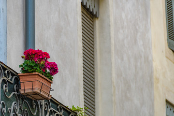 南仏　ニーム　窓辺　鉢植えの花
