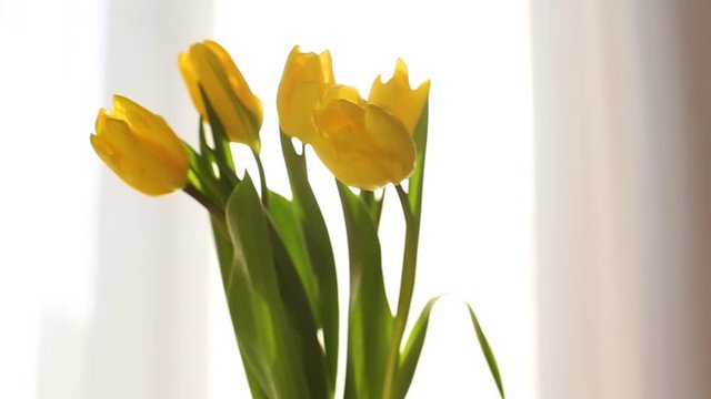 A bouquet of yellow tulip buds close-up with illumination of volumetric sunlight morning