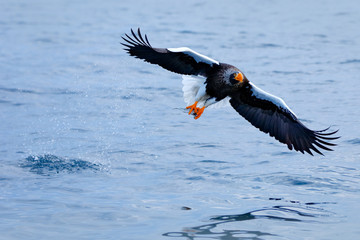 Japan eagle in the winter habitat. Mountain winter scenery with bird. Steller's sea eagle, flying bird of prey, with mountains in background, Hokkaido, Japan. Bird fly above the hills.