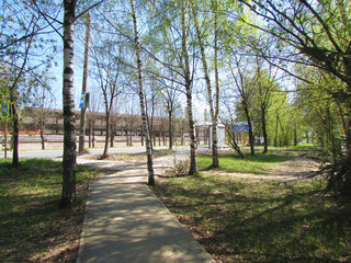 Asphalt path in the middle of a birch grove. Public transport stop.   