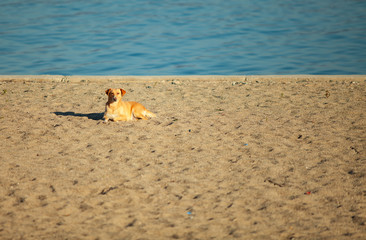 Yellow dog laying down on a sand beach with the sea in blue background