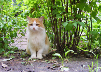 A stern cat sits under the bushes on the ground.