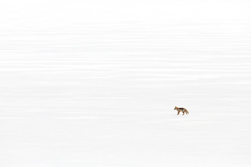Red fox in white snow. Cold winter with orange furry fox. Hunting animal in the snowy meadow, Japan. Beautiful orange coat animal in nature. Small animal in the nature.