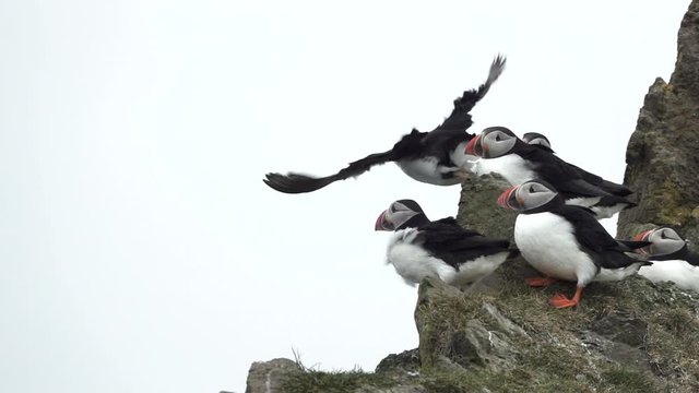 Puffin flying while others stand over the rocks