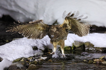 Blakiston's fish owl, Bubo blakistoni, largest living species of fish owl, a sub-group of eagle....