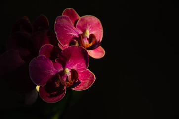 Orchid flowers on black background