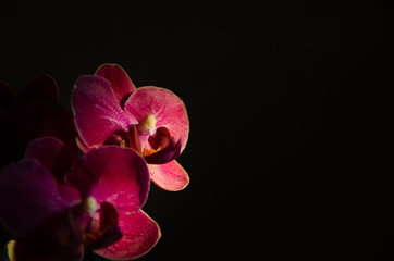 Orchid flowers on black background