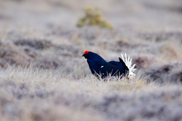 Black grouse on the pine tree. Nice bird Grouse, Tetrao tetrix, in marshland, Norway. Spring mating season in the nature. Wildlife scene from north Europe. Black bird with red crest, white tail.