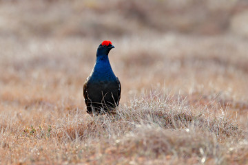 Black grouse on the pine tree. Nice bird Grouse, Tetrao tetrix, in marshland, Norway. Spring mating season in the nature. Wildlife scene from north Europe. Black bird with red crest, white tail.