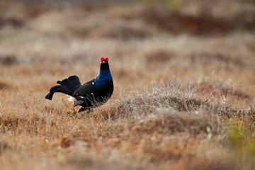 Black grouse on the pine tree. Nice bird Grouse, Tetrao tetrix, in marshland, Russia. Spring mating season in the nature. Wildlife scene from north Europe. Black bird with red crest, white tail.