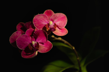 Fototapeta na wymiar Orchid flowers on black background