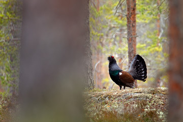 Capercaillie, Tetrao urogallus, on the mossy stone in pine tree forest, nature habitat from Sweden. Dark bird Western Capercaillie in the nature habitat, wildlife Europe.