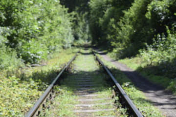 Fototapeta premium Tory w lesie