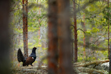 Capercaillie, Tetrao urogallus, on the mossy stone in pine tree forest, nature habitat from Sweden. Dark bird Western Capercaillie in the nature habitat, wildlife Europe.