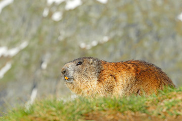 Austria wildlife, funny image, detail of Marmot. Cute fat animal Marmot, sitting in the grass with nature rock mountain habitat, Alp, Italy. Wildlife scene from wild nature. Animal habd in nature.
