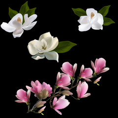 white and pink magnolia flowers isolated on black