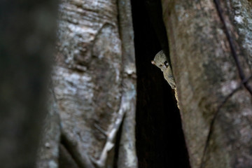 Spectral Tarsier, Tarsius spectrum, portrait of rare nocturnal animal, in the nature habitat, large ficus tree, Tangkoko National Park, Sulawesi, Indonesia, Asia. Wildlife scene from nature.