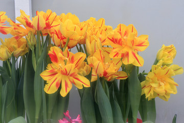 flowers put up for sale in a glass warm box