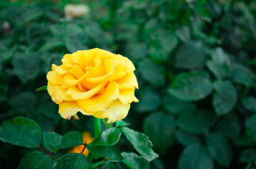 Bright yellow rose on dark green leaves background