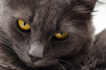 The original close-up of the cat's look
