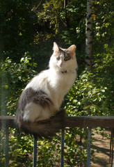 A surprised cat sits on the railing of the balcony and looks out the window.