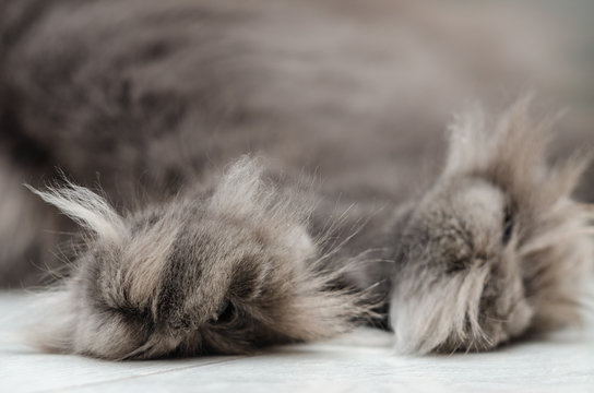Fluffy paws of dark gray domestic cat