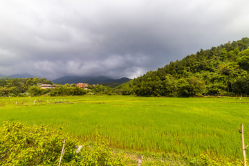 Green rice field in asia at spring time