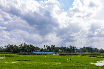 Fototapeta na wymiar Green rice field in asia at spring time
