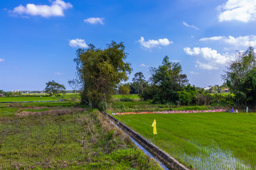 Green rice field in asia at spring time