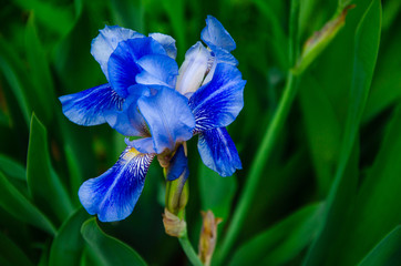 Bright blue iris flower on green leaves background