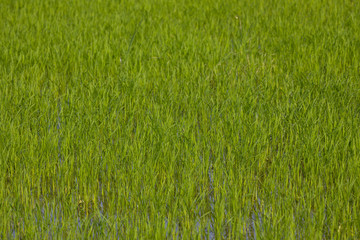Closeup green rice field