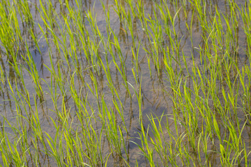 Rows of bright green rice plants stand in a muddy rice paddy with footprints filled with water.