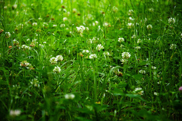 Floral landscape of white flowers clover on green grass background