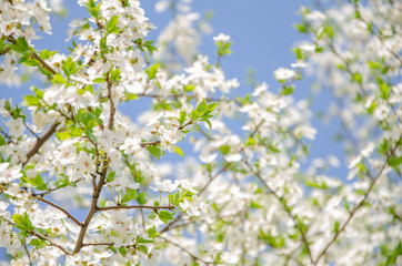 Background of blooming plum white flowers with green leaves against blue sky