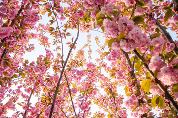 Blooming background vivid pink sakura flowers